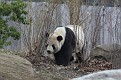 090308 NatlZoo 0033