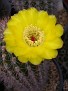 Acanthocalycium thionanthus v. brevispina