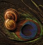 IMG 0045a