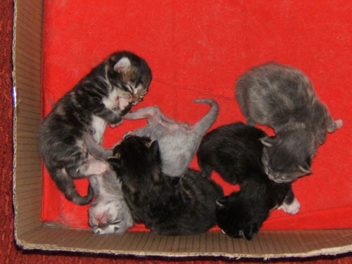kittensdscf47440na