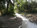 Mesquite Wash0736