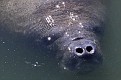 1 BEST Manatee Eye Sparkle (Trichechus manatus)