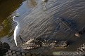 IMG 2766
