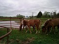 5-3-09 yearling colts 3