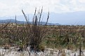 DSC_2311.jpg