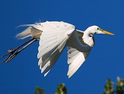 Great White Egret in flight