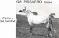 GAI PISSARRO #105884 (Ferzon x Gai Tapestry, by Azy) 1974 grey stallion bred by Daniel C Gainey; sired 53 registered purebreds