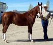 WN LIGHTNINGDANCER #588883 (WN Freetobe x WN Aquarius, by Zodiac Matador) 2002 chestnut gelding