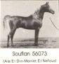 *SOUFIAN chestnut stallion (Alaa El Din x Moniet El Nefous)