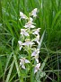Platanthera cfr bifolia