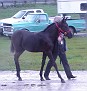 MALABAR BLACK MAGIC #626717 2006 black filly by Jamboree Tuxedo