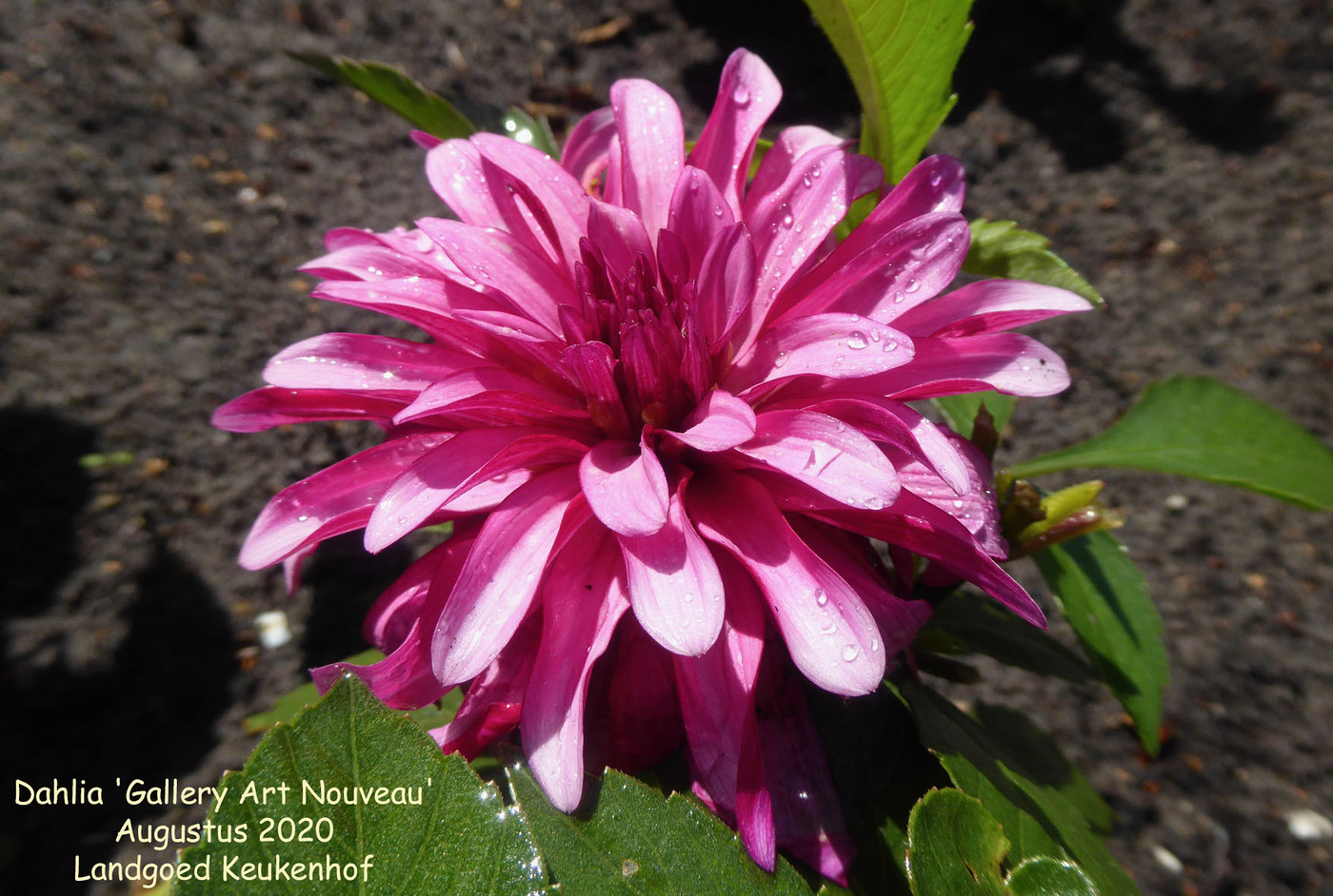 Photo Dahlia Gallery Art Nouveau Dahlia Hybrid Cultivars Album