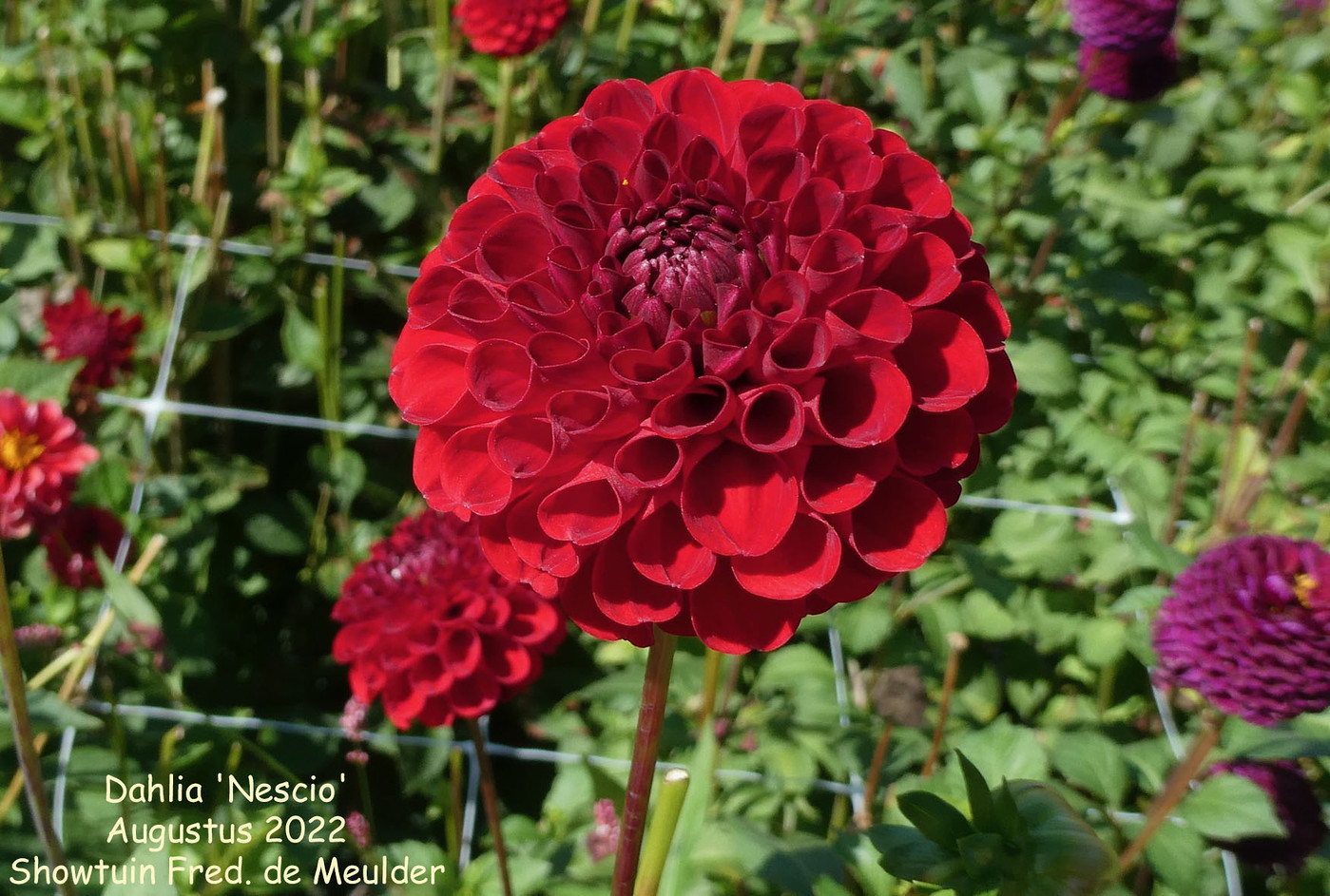 Photo Dahlia Nescio Dahlia Hybrid Cultivars Album Nora Goosen