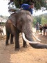 Mae Ping Elephant Camp near Chiang Mai in Northern Thailand Day 12 Feb 23-2006 (103)