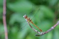 Autumn Meadowhawk 3