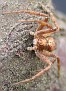 Philodromus sp