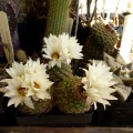 The World of Plants (PanosS) avatar