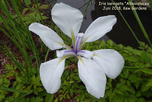 Iris laevigata 'Alboviolacea'