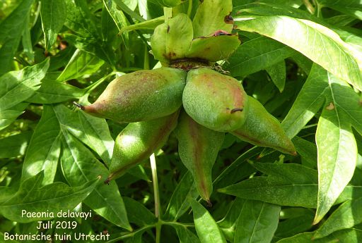 Paeonia delavayi (fruit)