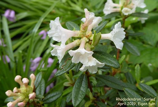 Rhododendron 'Sarled'
