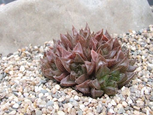 Haworthia mirabilis v. consanguinea Ga.