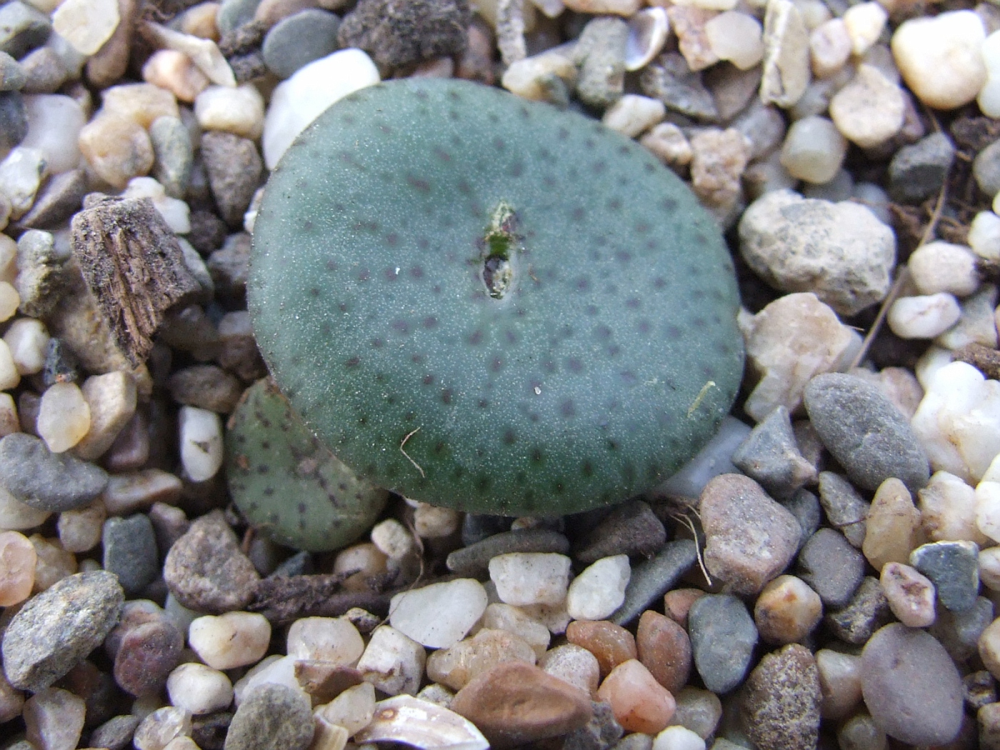 Conophytum obcordellum v delicatum Botterkloof BM7928.