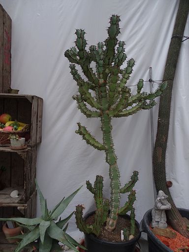 Euphorbia coerulescens top