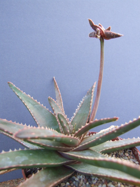 Aloe leandri