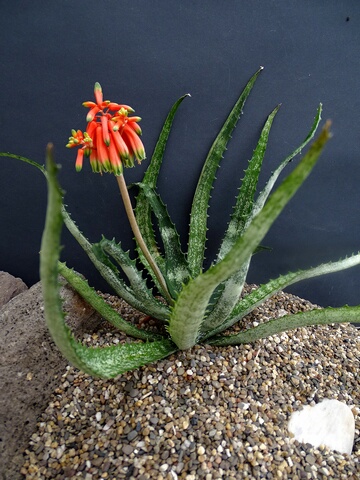 Aloe propagulifera (Lomatophyllum)