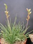 Aloe bowia