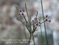 Allium callimischon ssp. haemosticum