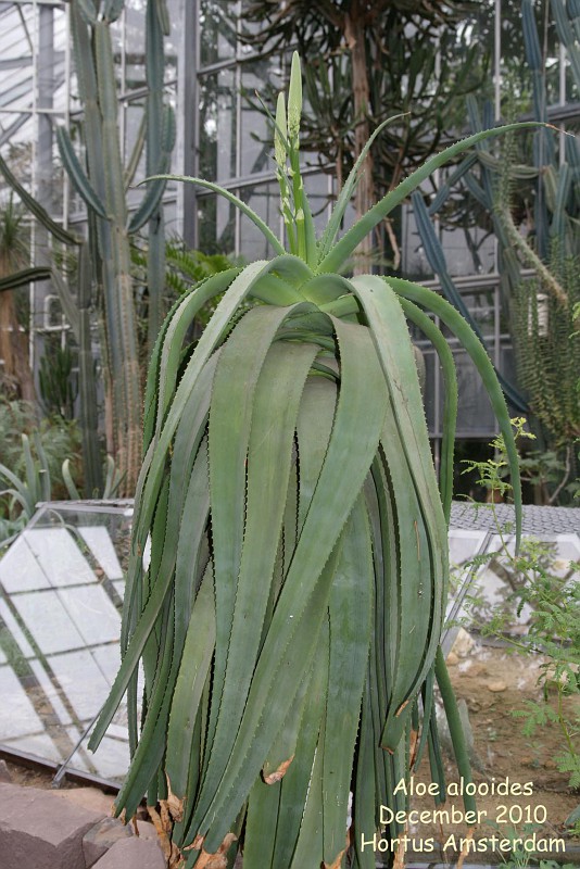 Aloe alooides