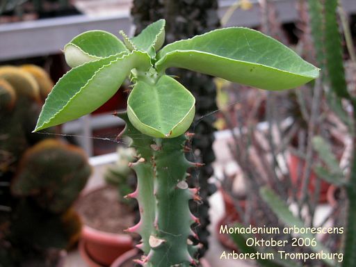Euphorbia neoarborescens