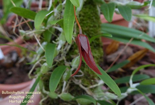 Bulbophyllum inaequale