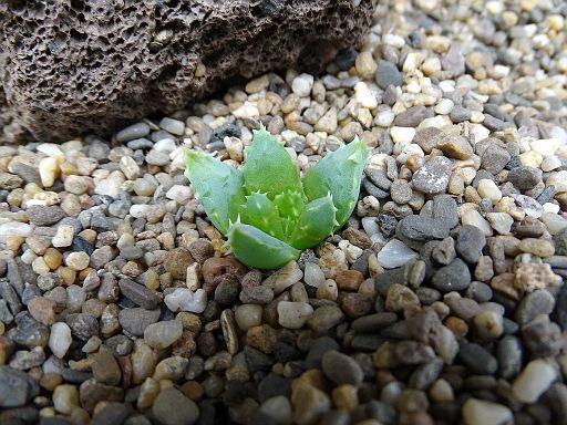 Aloe brevifolia Heuningrug-
