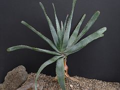 Aloe capitata v. angavoana