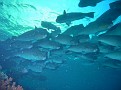 Large School of Huge Bumphead Parrotfish