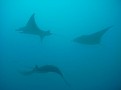 Three mantas come in to dance - okay play and get cleaned