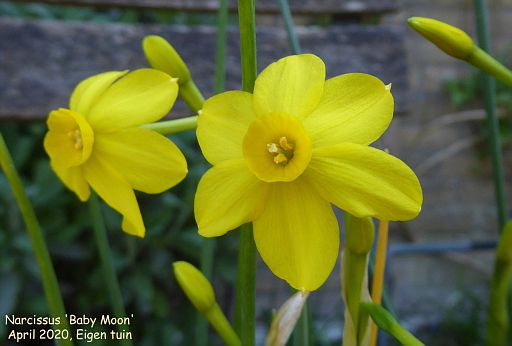 Narcissus 'Baby Moon'