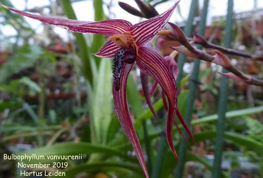 Bulbophyllum vanvuurenii