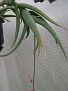 Aloe tewoldei