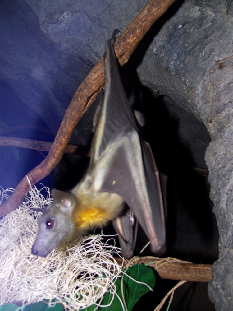 alpilean bat