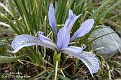 Iris loczyi