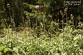 Cirsium helenioides