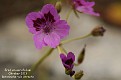 Erodium carvifolium