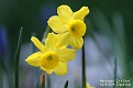 Narcissus 'Chit Chat'