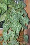 Aristolochia cauliflora