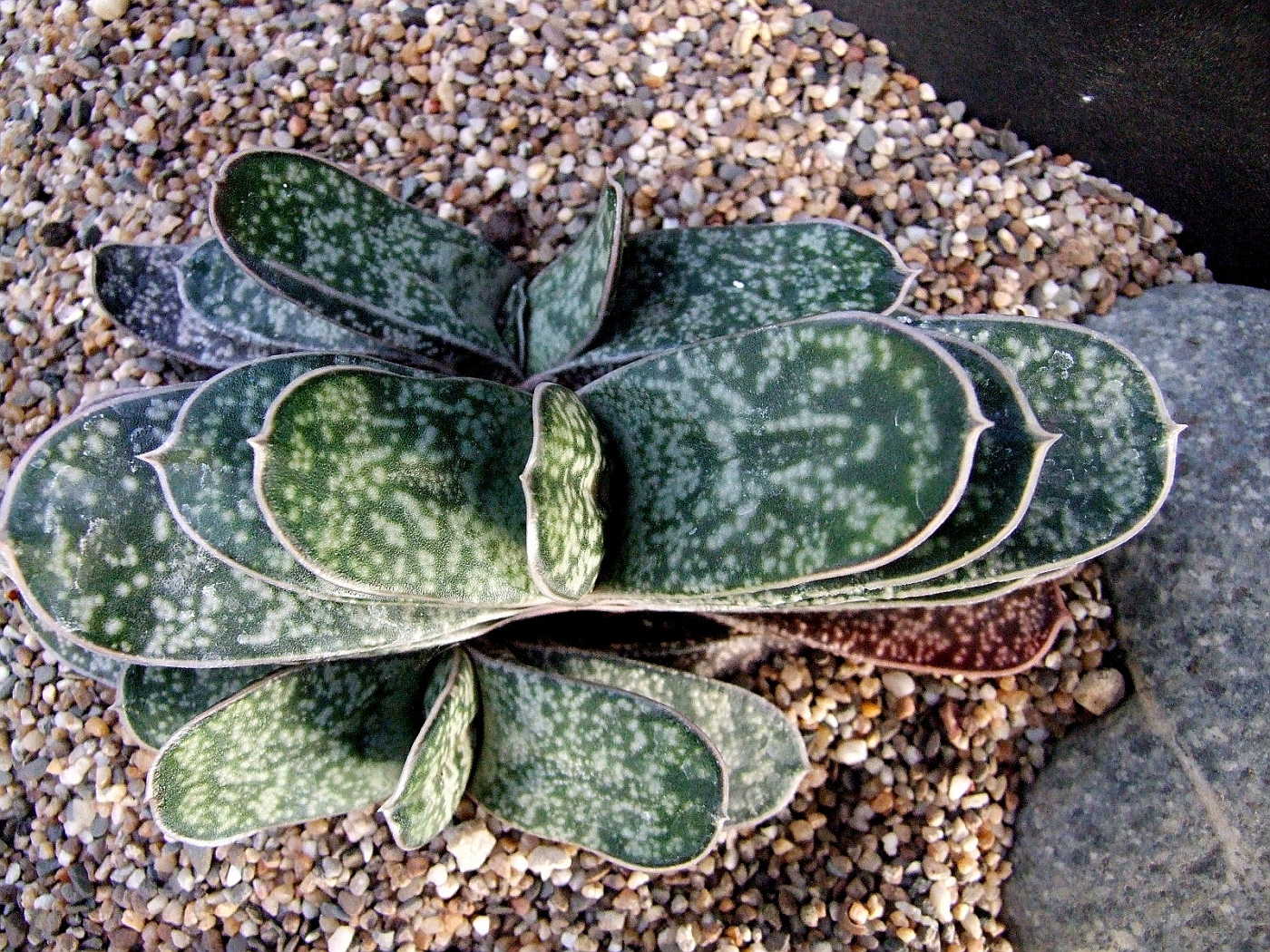 Photo: Gasteria disticha Ro. | All the Gasteria plants album | Cok ...