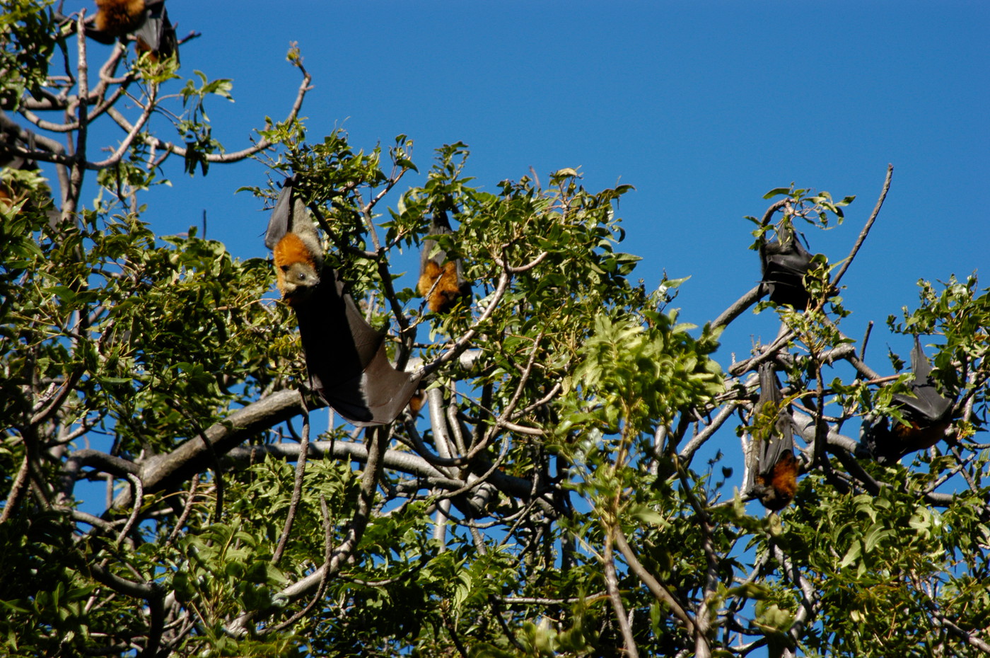 alpilean bat