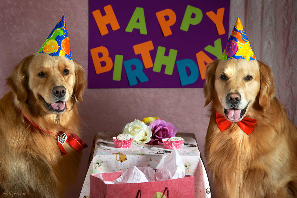 Photo: cute-puppies-funny-happy-birthday-gif, ~*~Birthdays~*~ album, Miracle-Marge